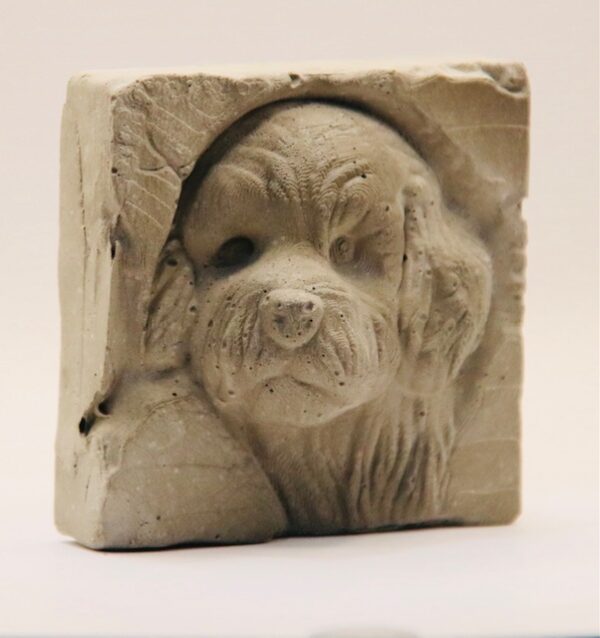 Bichon – Image 3